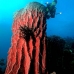 sponge_red_res_v_0705_png0020.jpg
